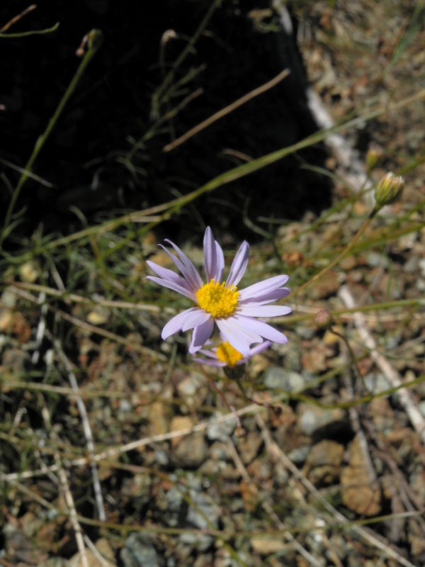 Erigeron serpentinus