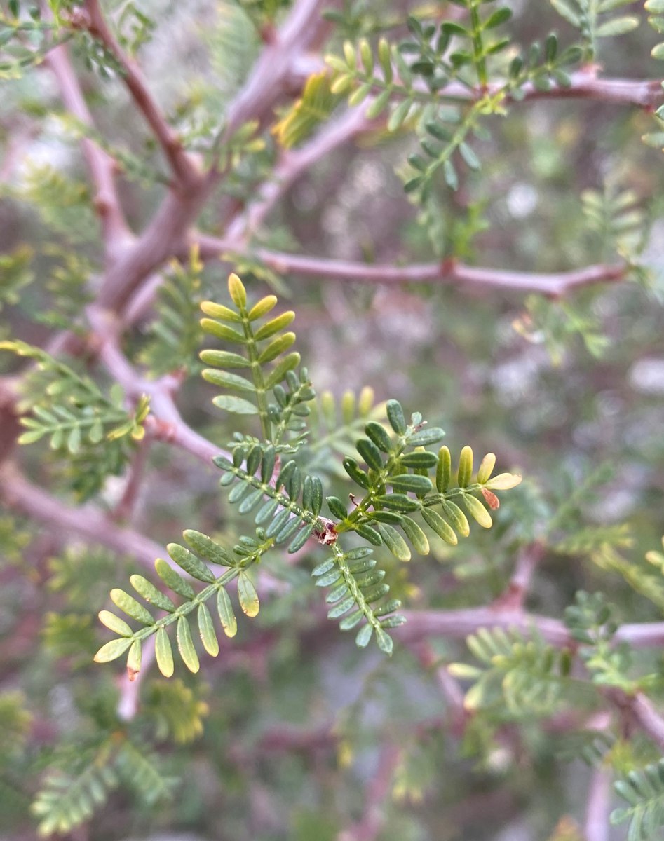 Bursera microphylla