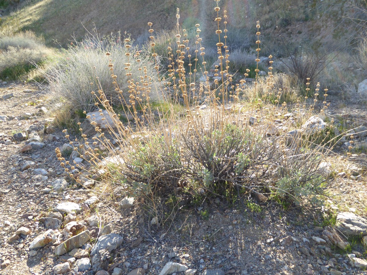 Salvia vaseyi