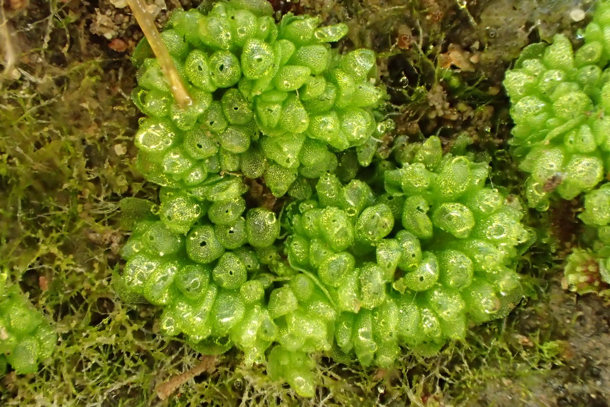 Sphaerocarpos texanus