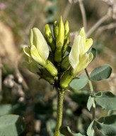 Astragalus lentiginosus var. nigricalycis