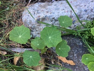 Tropaeolum majus