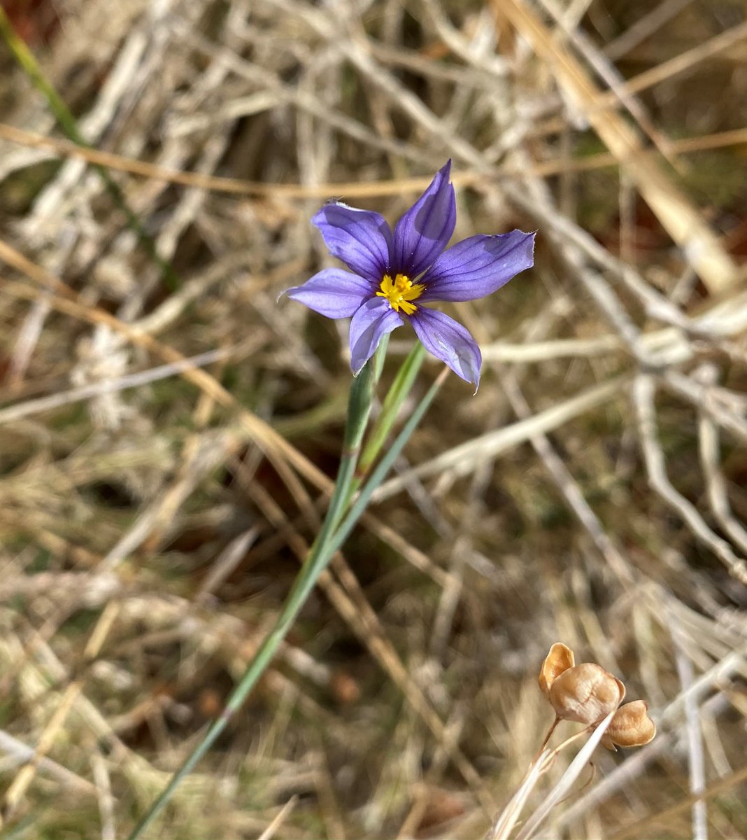 Sisyrinchium funereum