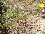 Allocarya greenei
