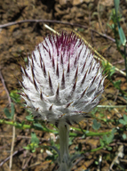 Cirsium californicum
