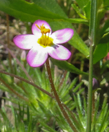 Linanthus jepsonii