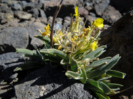 Pedicularis semibarbata