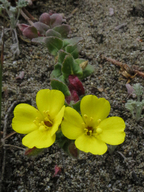 Camissoniopsis cheiranthifolia ssp. cheiranthifolia