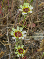 Tolpis barbata