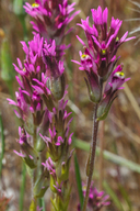 Castilleja densiflora ssp. densiflora