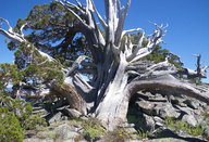 Juniperus occidentalis var. occidentalis
