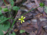 Ranunculus uncinatus var. parviflorus