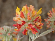 Acmispon argophyllus