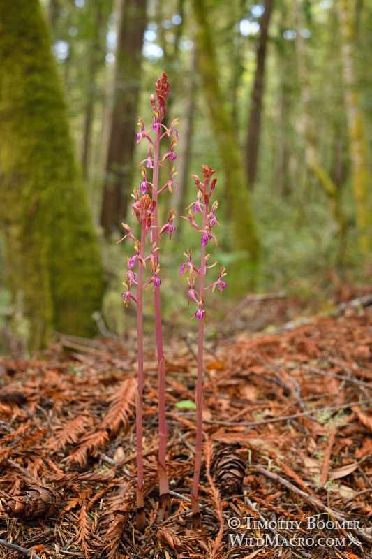 Corallorhiza mertensiana