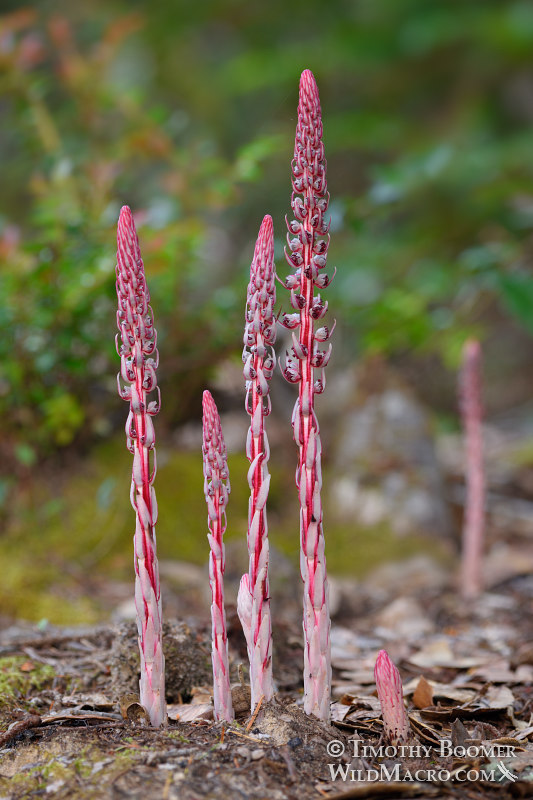 Allotropa virgata