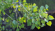 Populus fremontii ssp. fremontii