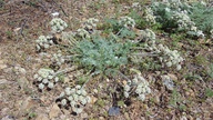 Lomatium dasycarpum