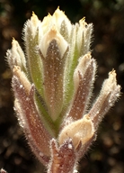 Cordylanthus maritimus ssp. maritimus