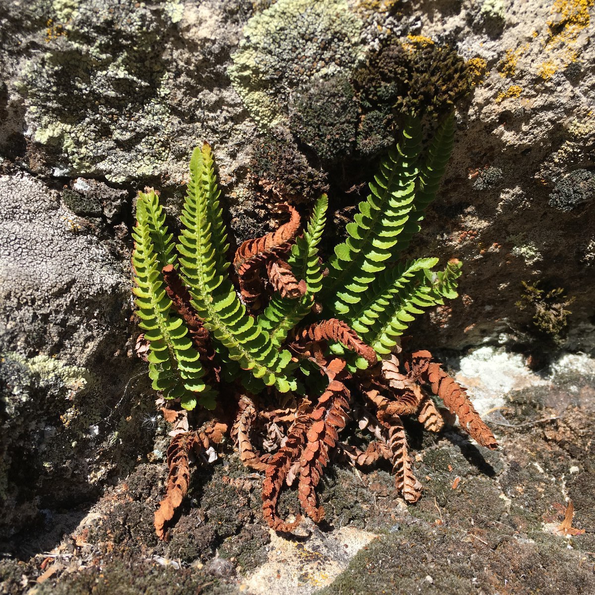 Polystichum kruckebergii