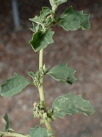 Atriplex serenana