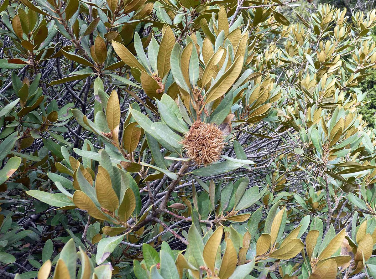 Chrysolepis sempervirens