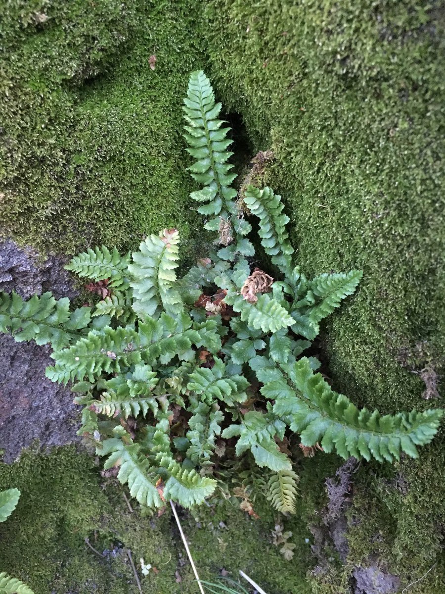 Polystichum kruckebergii