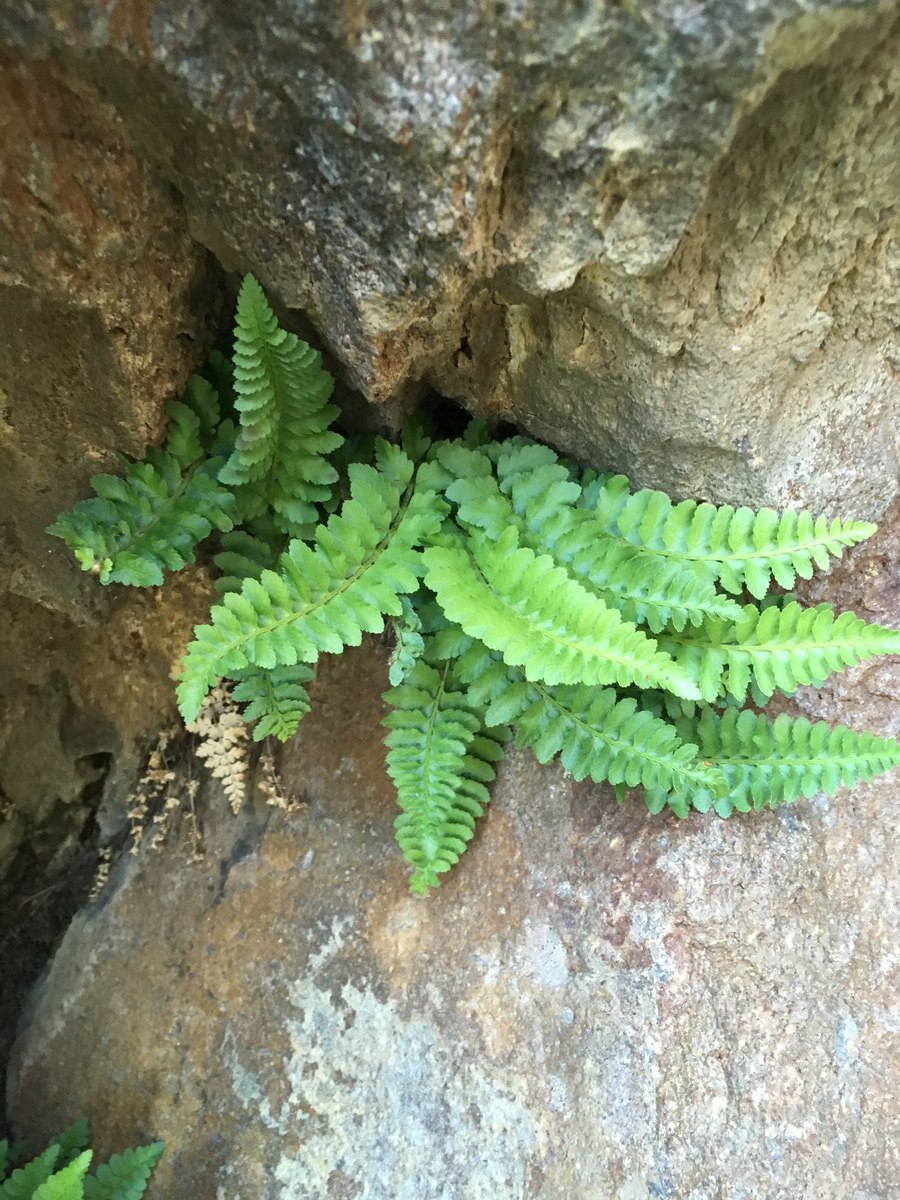 Polystichum kruckebergii