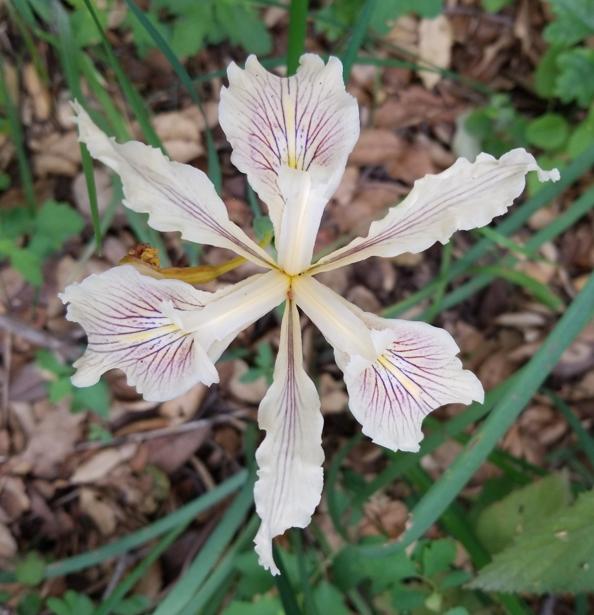 Iris fernaldii