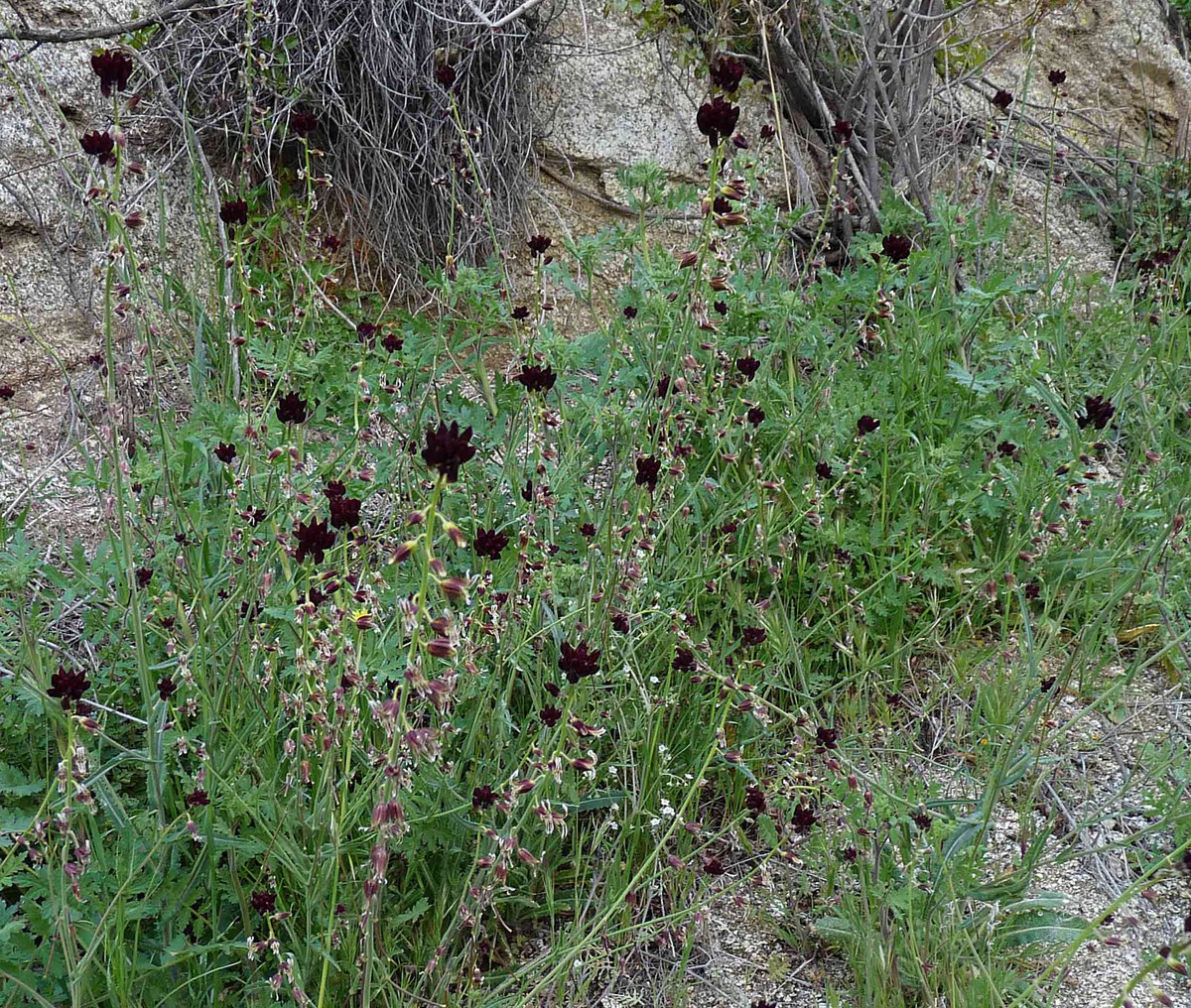 Caulanthus coulteri