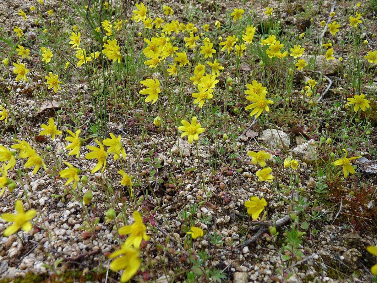 Crocidium multicaule