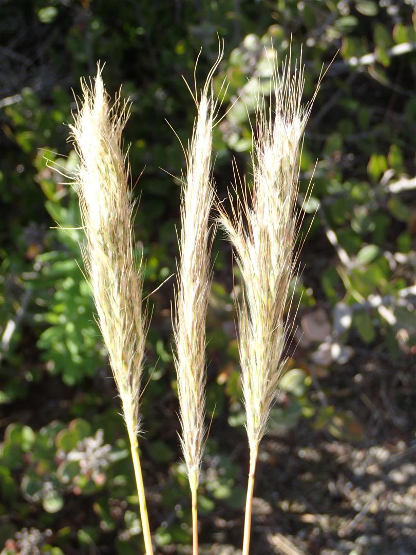 Bothriochloa laguroides ssp. torreyana