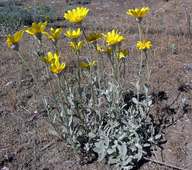 Eriophyllum lanatum var. lanceolatum