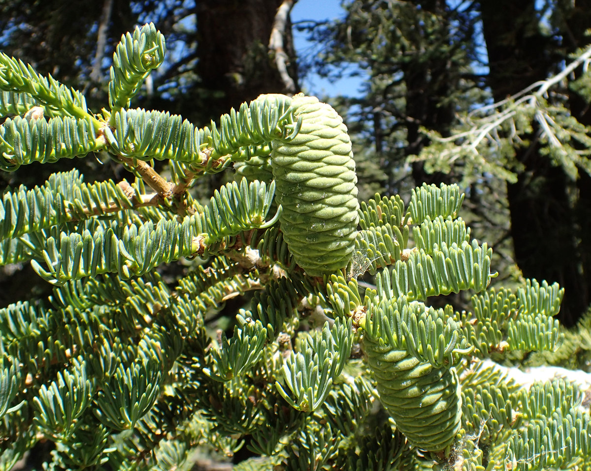 Abies concolor