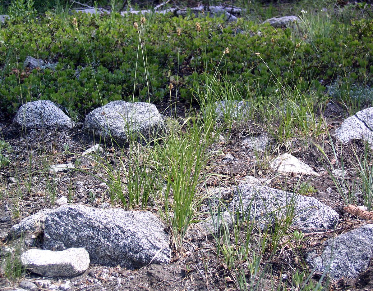 Carex pachystachya