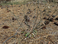 Eriogonum nudum var. pauciflorum