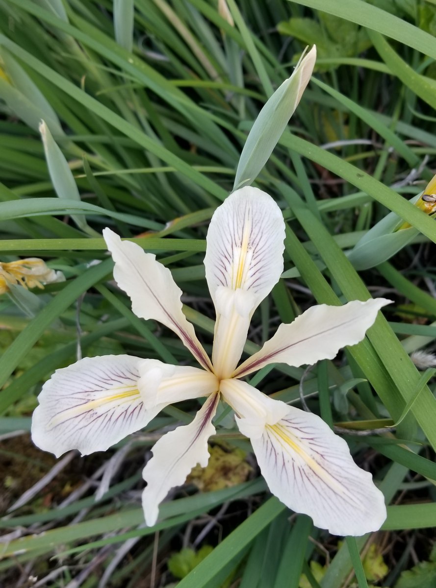 Iris fernaldii