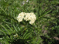 Sorbus scopulina var. cascadensis