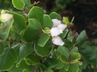 Arctostaphylos sensitiva