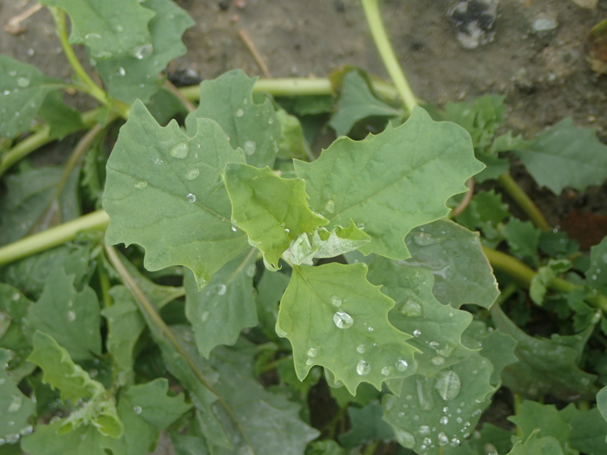 Atriplex serenana var. serenana