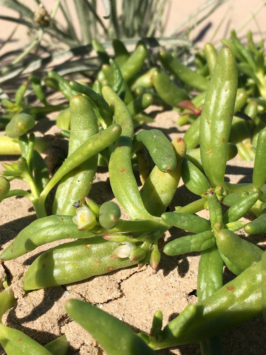 Cistanthe ambigua