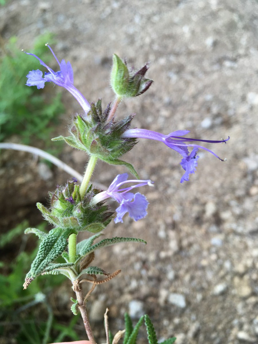 Salvia eremostachya