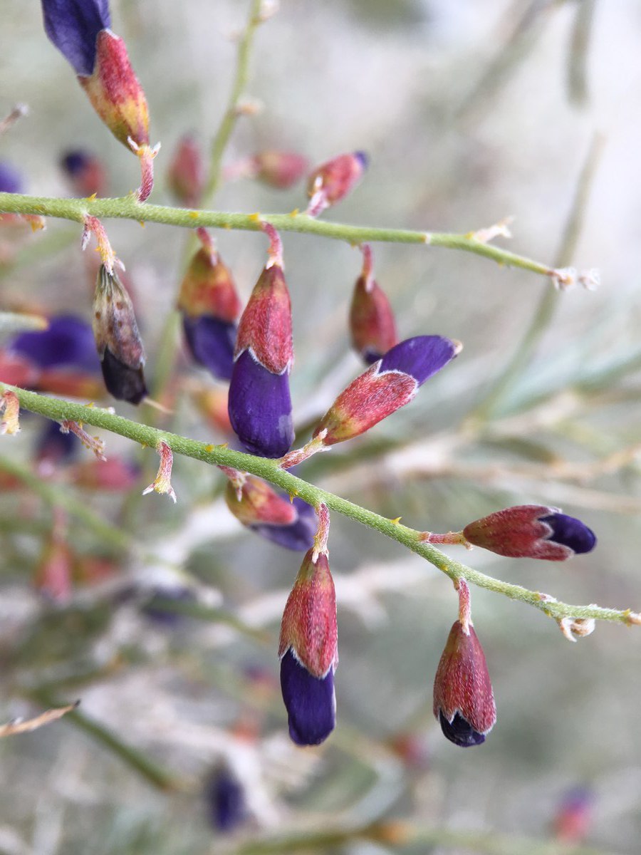 Psorothamnus schottii