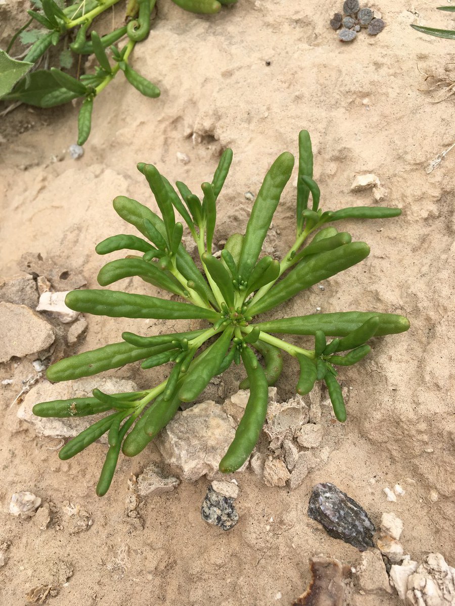 Cistanthe ambigua