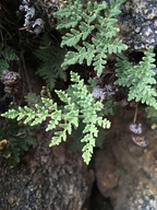 Notholaena californica ssp. californica