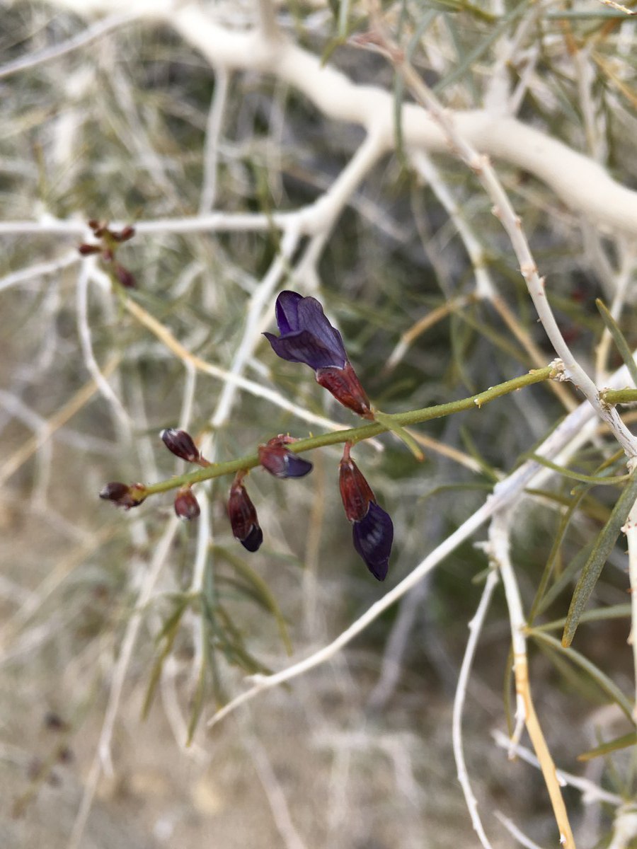 Psorothamnus schottii