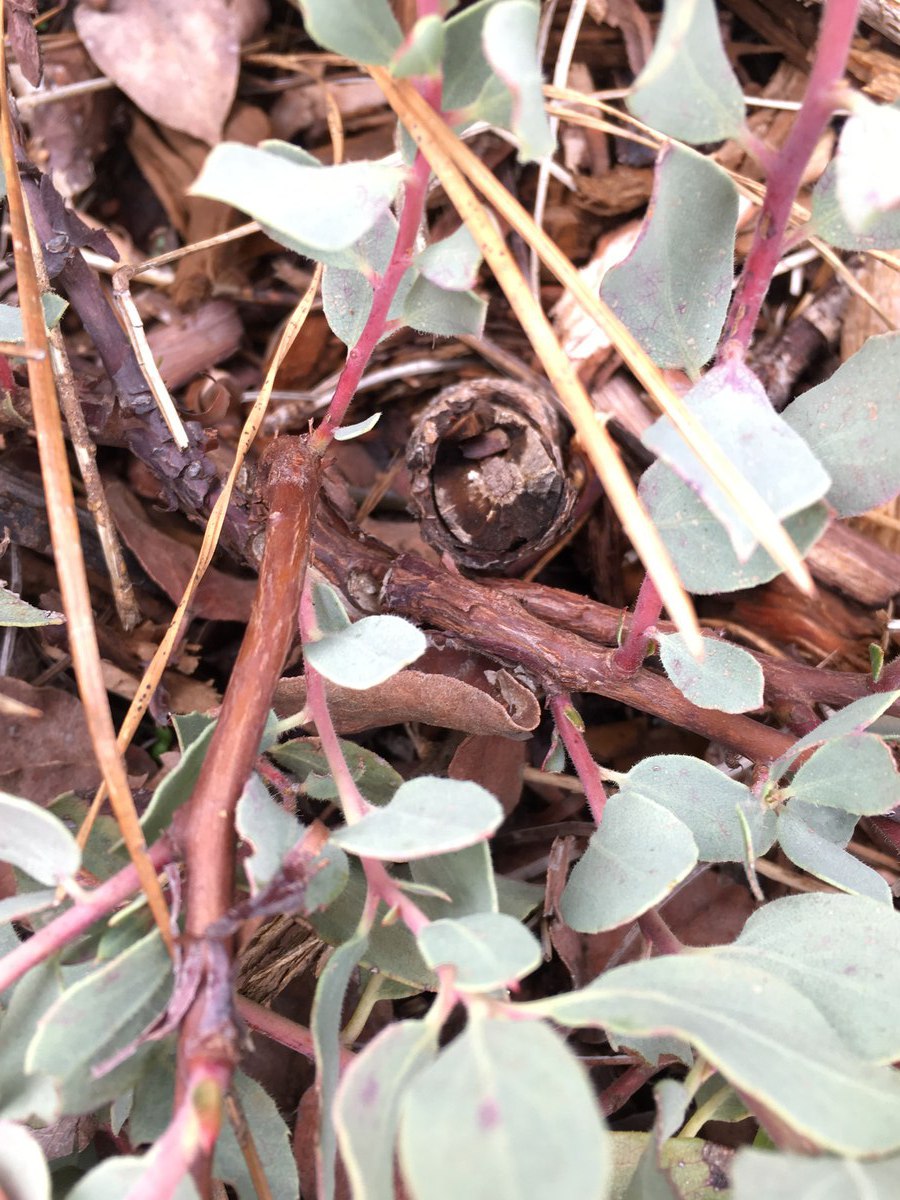 Arctostaphylos nissenana