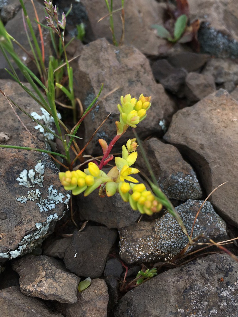 Sedella pumila