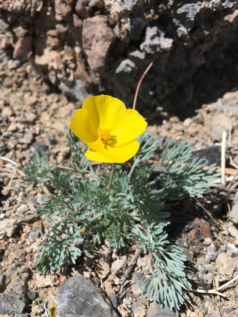 Eschscholzia glyptosperma