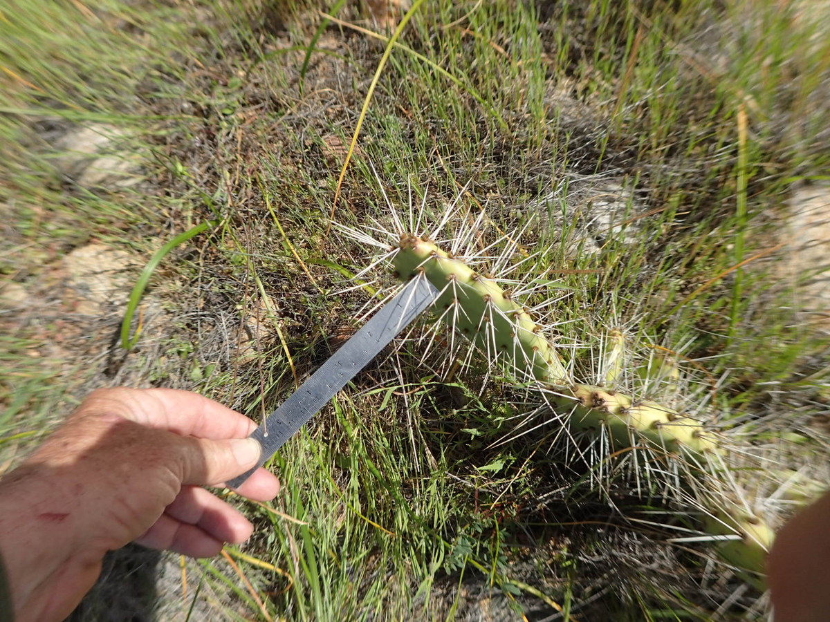 Opuntia phaeacantha