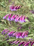 Vicia villosa ssp. villosa